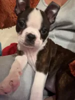 processed/bff356e7-187e-47b8-a67b-cfd4a5072b43/listing/30cf0e0e-552b-429b-aafa-334203053ab4/1c44b19e-fefb-423c-acea-c131076687b5