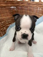 processed/bff356e7-187e-47b8-a67b-cfd4a5072b43/listing/30cf0e0e-552b-429b-aafa-334203053ab4/2c57c608-8b7e-400d-8ca6-5ec87fde4045