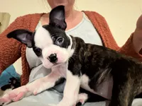 Pinky, a female Boston Terrier for sale in Lincolnville Center, ME – Photo 1 of 10