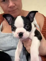 Pinky, a female Boston Terrier for sale in Lincolnville Center, ME – Photo 9 of 10