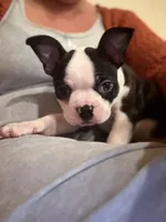 Pinky, a female Boston Terrier for sale in Lincolnville Center, ME – Photo 7 of 10
