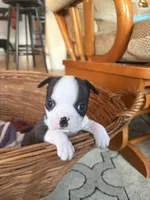 Pinky, a female Boston Terrier for sale in Lincolnville Center, ME – Photo 6 of 10