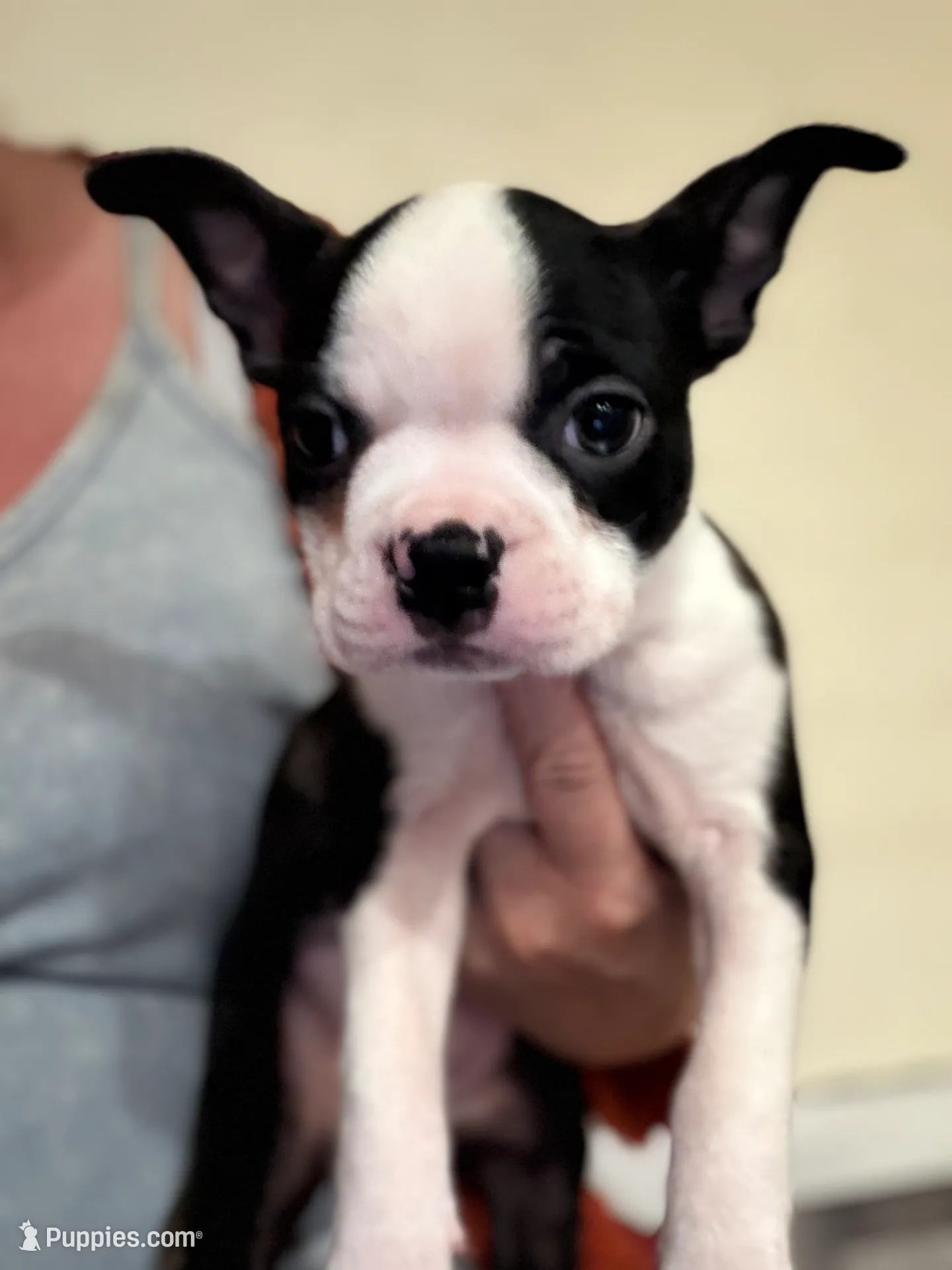 Pinky, a female Boston Terrier for sale in Lincolnville Center, ME – Photo 4 of 10