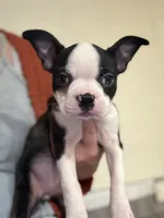 Pinky, a female Boston Terrier for sale in Lincolnville Center, ME – Photo 5 of 10