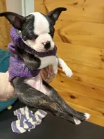 Pinky, a female Boston Terrier for sale in Lincolnville Center, ME – Photo 10 of 10