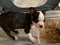 Pinky, a female Boston Terrier for sale in Lincolnville Center, ME – Photo 2 of 10