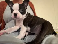 Pinky, a female Boston Terrier for sale in Lincolnville Center, ME – Photo 8 of 10