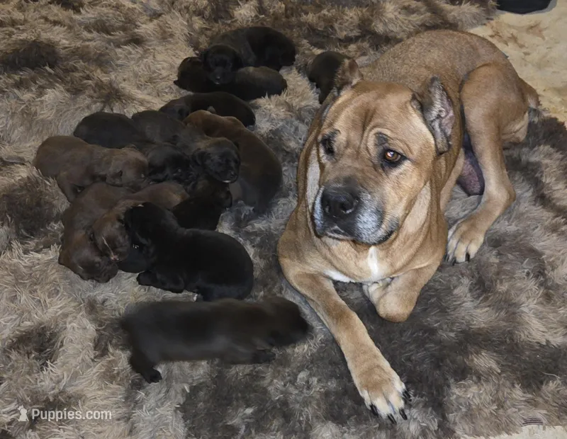 Cane corso