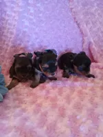 EllaPENDING, a female Yorkshire Terrier for sale in Dearborn Heights, MI – Photo 3 of 7