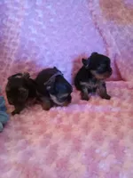 EllaPENDING, a female Yorkshire Terrier for sale in Dearborn Heights, MI – Photo 2 of 7