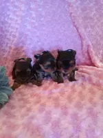 EllaPENDING, a female Yorkshire Terrier for sale in Dearborn Heights, MI – Photo 4 of 7