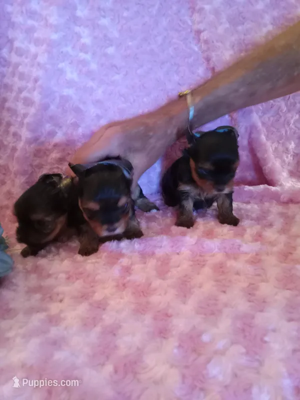 EllaPENDING, a female Yorkshire Terrier for sale in Dearborn Heights, MI – Photo 1 of 7