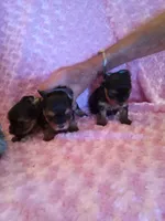 EllaPENDING, a female Yorkshire Terrier for sale in Dearborn Heights, MI – Photo 1 of 7