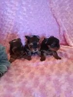 EllaPENDING, a female Yorkshire Terrier for sale in Dearborn Heights, MI – Photo 7 of 7