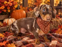 Odie, a male Miniature Dachshund for sale in Fredericksburg, VA – 2 of 2
