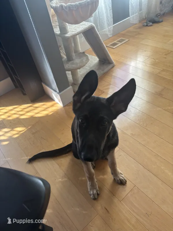 Zeus  – German Shepherd Dog puppy for sale in Carol Stream, IL