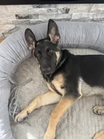 Zeus , a male German Shepherd Dog for sale in Carol Stream, IL – 5 of 5