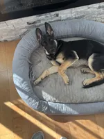 Zeus , a male German Shepherd Dog for sale in Carol Stream, IL – 4 of 5