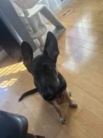 Zeus , a male German Shepherd Dog for sale in Carol Stream, IL – 2 of 5