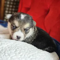Twix, a male Pembroke Welsh Corgi for sale in Frontenac, KS – 5 of 5