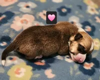 Tweety, a female Pembroke Welsh Corgi for sale in Frontenac, KS – 2 of 2