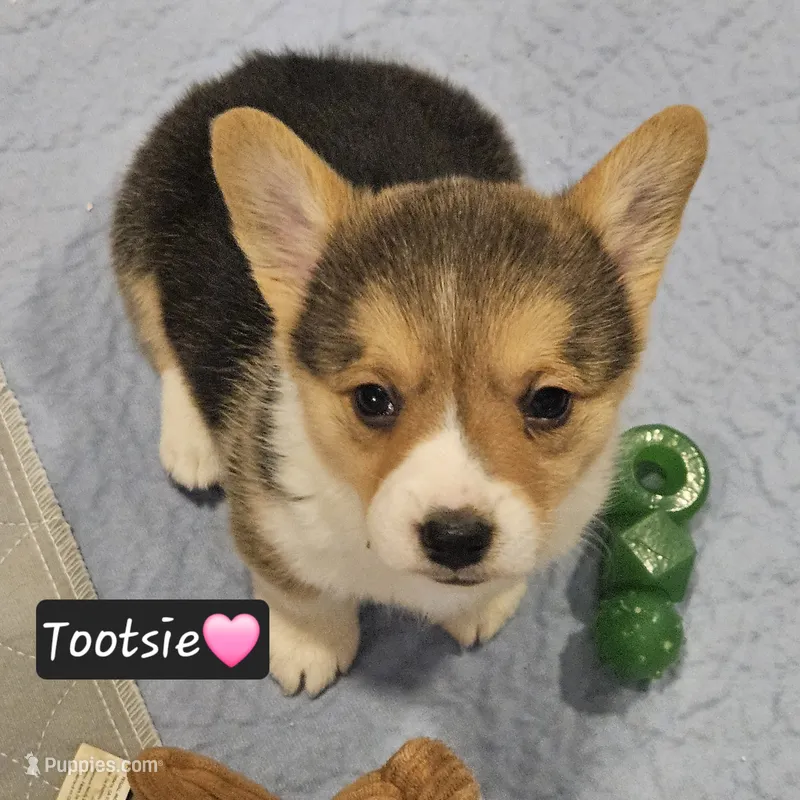 Tootsie – Pembroke Welsh Corgi puppy for sale in Frontenac, KS