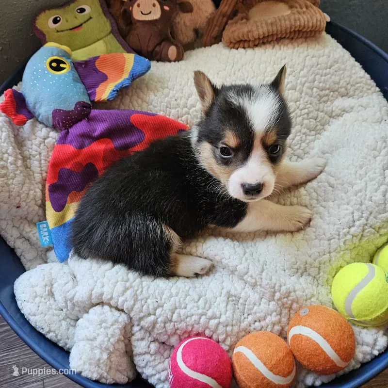 Daffy – Pembroke Welsh Corgi puppy for sale in Frontenac, KS