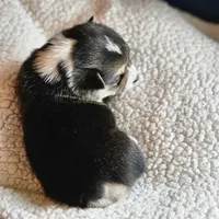 Twix, a male Pembroke Welsh Corgi for sale in Frontenac, KS – 2 of 5