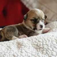 Taffy, a female Pembroke Welsh Corgi for sale in Frontenac, KS – 4 of 5