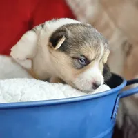Tootsie, a female Pembroke Welsh Corgi for sale in Frontenac, KS – 3 of 5