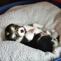 Twix, a male Pembroke Welsh Corgi for sale in Frontenac, KS – 4 of 5