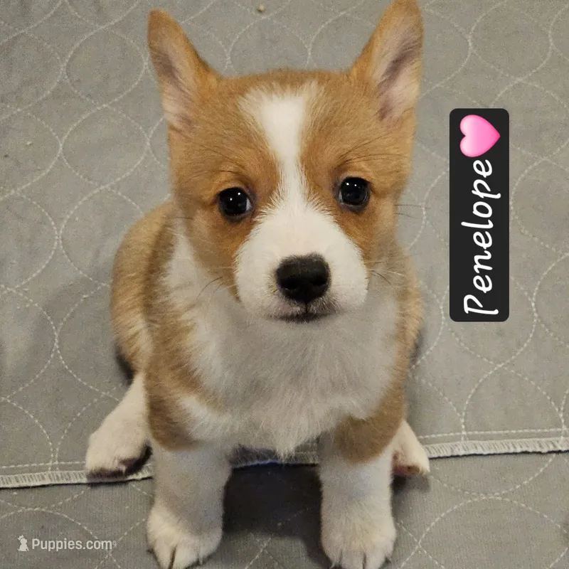 Penelope – Pembroke Welsh Corgi puppy for sale in Frontenac, KS