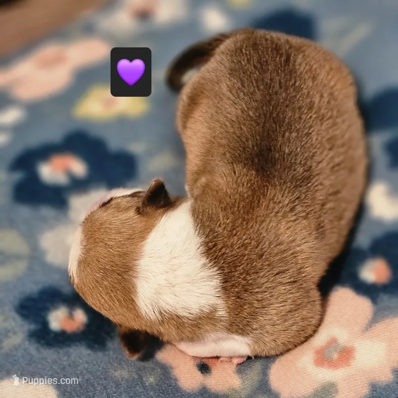 Penelope – Pembroke Welsh Corgi puppy for sale in Frontenac, KS