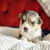Tootsie, a female Pembroke Welsh Corgi for sale in Frontenac, KS – 4 of 5