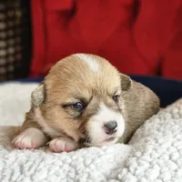 Taffy, a female Pembroke Welsh Corgi for sale in Frontenac, KS – 5 of 5