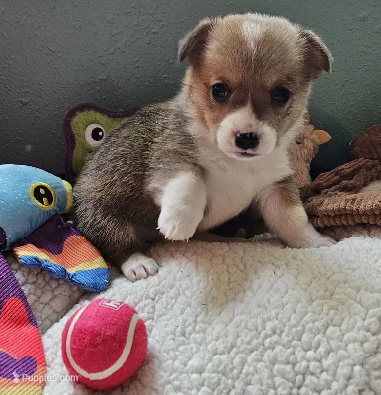 Tweety – Pembroke Welsh Corgi puppy for sale in Frontenac, KS