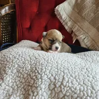 Taffy, a female Pembroke Welsh Corgi for sale in Frontenac, KS – 3 of 5