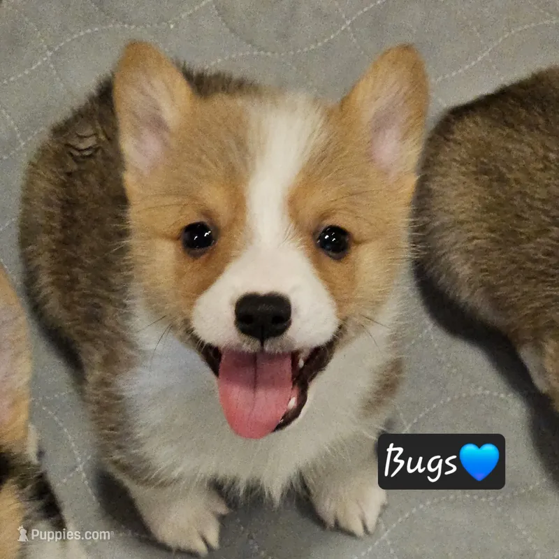 Bugs – Pembroke Welsh Corgi puppy for sale in Frontenac, KS