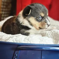 Twizzler, a female Pembroke Welsh Corgi for sale in Frontenac, KS – 2 of 5