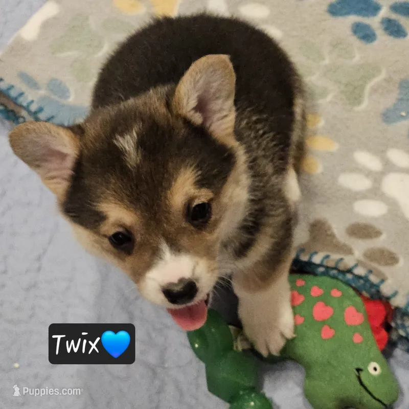 Twix – Pembroke Welsh Corgi puppy for sale in Frontenac, KS