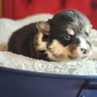 Twizzler, a female Pembroke Welsh Corgi for sale in Frontenac, KS – 4 of 5