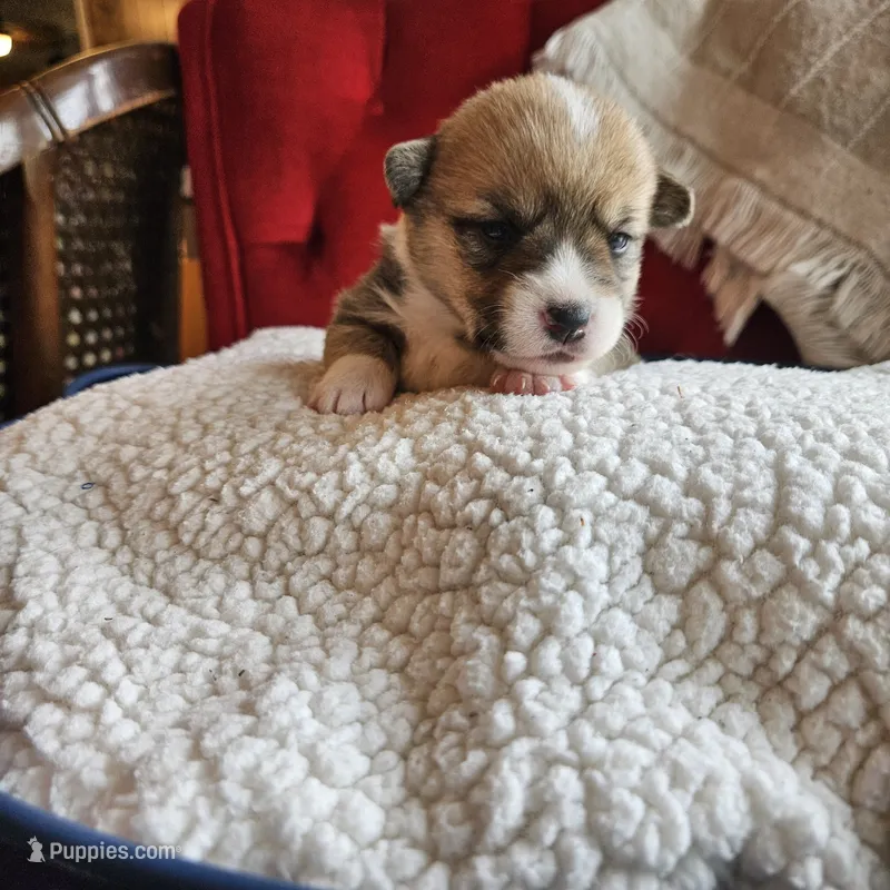 Taffy – Pembroke Welsh Corgi puppy for sale in Frontenac, KS