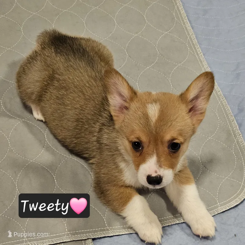 Tweety – Pembroke Welsh Corgi puppy for sale in Frontenac, KS