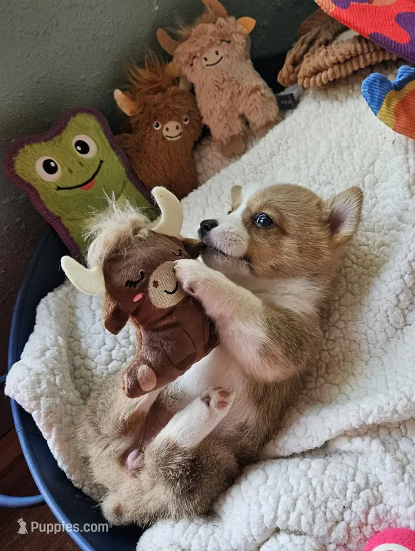 Penelope – Pembroke Welsh Corgi puppy for sale in Frontenac, KS