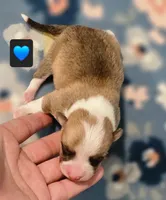 Bugs, a male Pembroke Welsh Corgi for sale in Frontenac, KS – 3 of 4