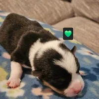 Daffy, a male Pembroke Welsh Corgi for sale in Frontenac, KS – 4 of 4