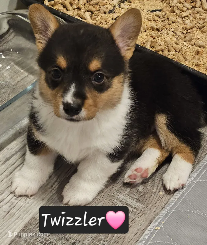 Twizzler – Pembroke Welsh Corgi puppy for sale in Frontenac, KS