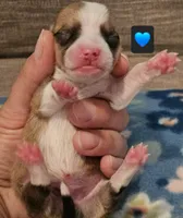 Bugs, a male Pembroke Welsh Corgi for sale in Frontenac, KS – 4 of 4