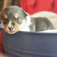 Twizzler, a female Pembroke Welsh Corgi for sale in Frontenac, KS – 3 of 5
