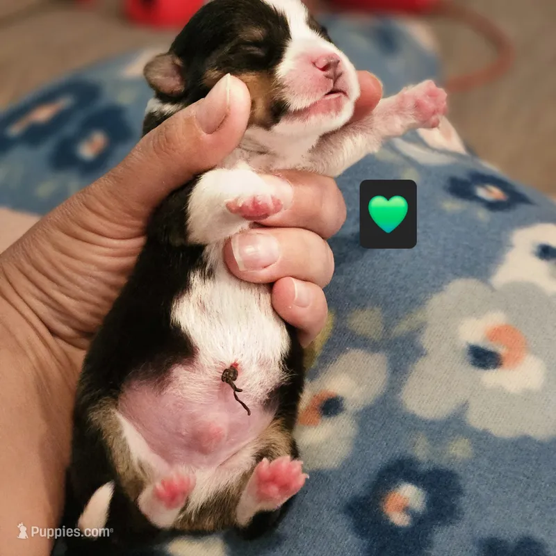 Daffy – Pembroke Welsh Corgi puppy for sale in Frontenac, KS